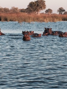 Hippos in the Okavango Delta, Botswana
