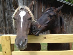 Our new tenants, Jade and Happy Jack