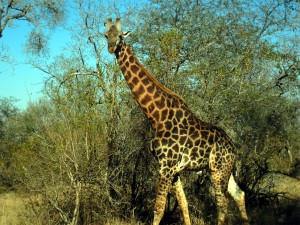 Giraffe in Okavango Delta, Botswana