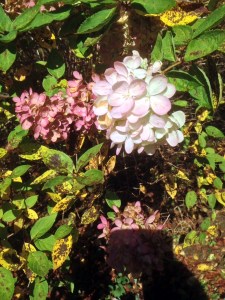 White hydrangea fading into pink